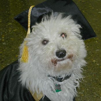Bichon
