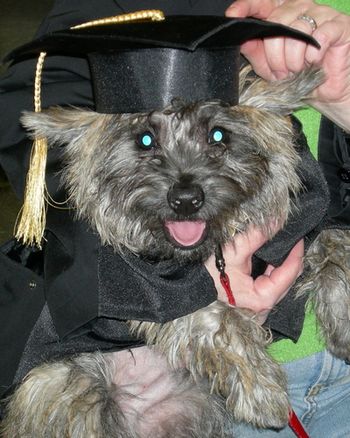 Cairn Terrier
