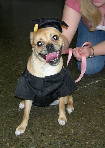 Puggle
