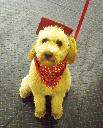 Mini Poodle
