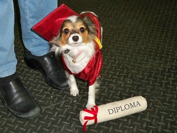 Papillion
