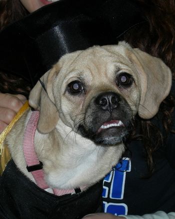 Puggle
