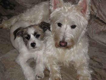 Jack Russel X & Westie
