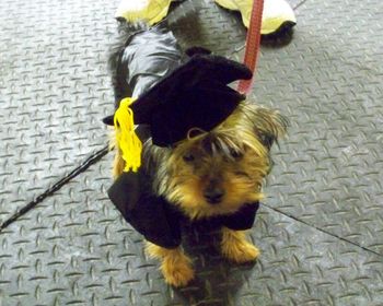 Yorkie
