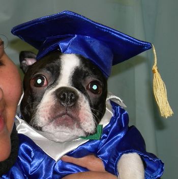 Boston Terrier
