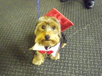 Yorkie
