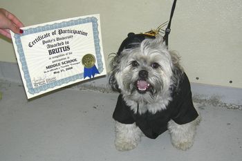 Brussels Griffon X
