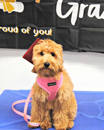 GoldenDoodle

