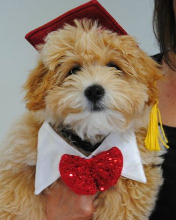 Bichon Poo
