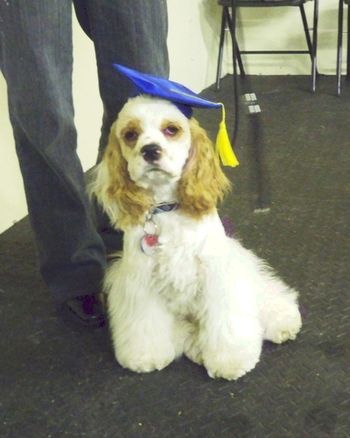 Cocker Spaniel
