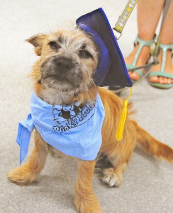 Terrier X
