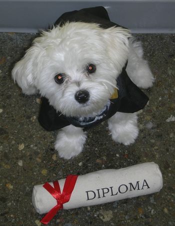 Maltese
