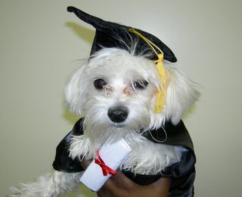 Maltese
