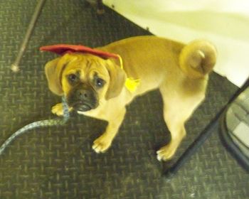 Puggle
