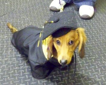 Mini Dachsund
