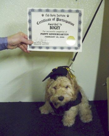 Cockapoo

