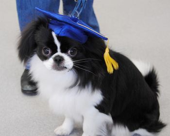 Japanese Chin
