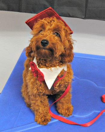 Cockapoo
