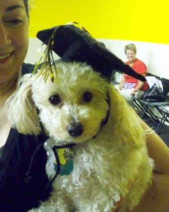 Mini-Poodle
