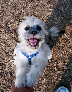 Shihapoo
