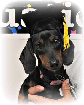 Dachsund
