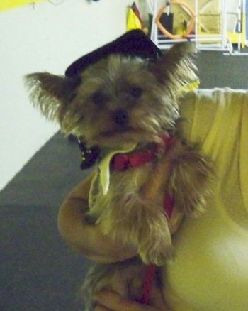 Yorkie
