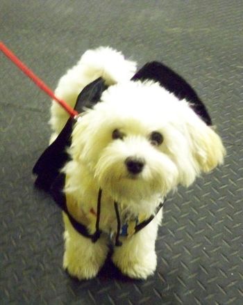 Maltipoo
