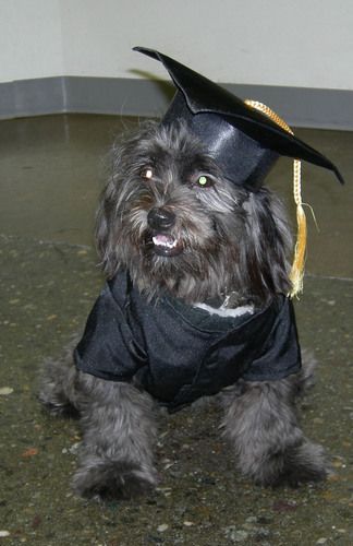 Shihtzu X
