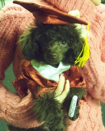 Toy Poodle
