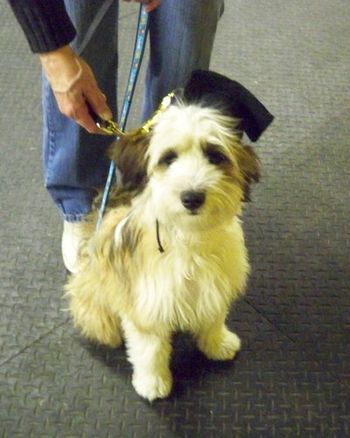 Tibetan Terrier
