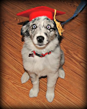 Australian shepherd
