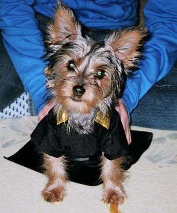 Yorkie
