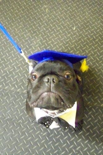 French Bulldog
