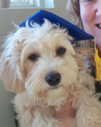 Bichon X
