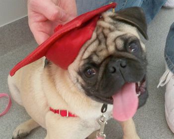 Pug
