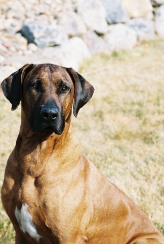 CH Sir Stellenbosch Krystal - best friend to the Goode Family.
