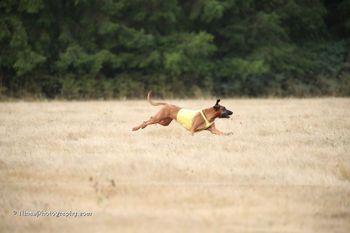 Maya coursing Nat'l specialties 2017
