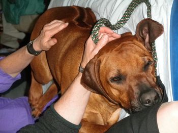 Deb's magic hands making Ra feel great - Denver Dog Shows - Feb 2011
