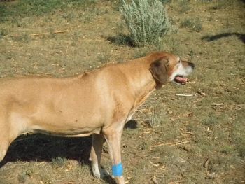 Anna on the mend after her rattle snake bite - July 2, 2012
