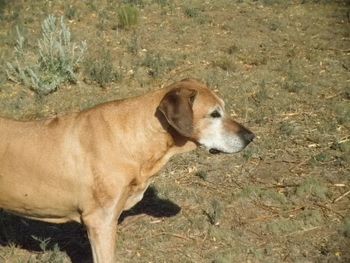 CH KRYSTL LADY ANNABELLE, CGC - our constant Lady of the house. August 29, 1999 - November 3, 2012
