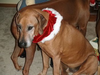 T - Christmas 2010
