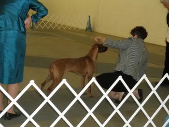 Denver Dog Show - Feb. 2011
