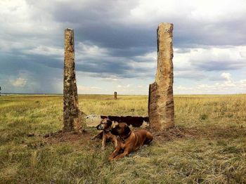 Kang & Titan on the ranch in CO.
