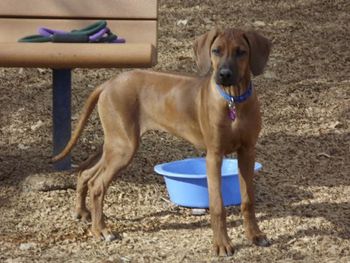 Adia's first day at the dog park - Dec. 2012
