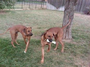 Ra and Raj at Aunt Deb's - September 2012
