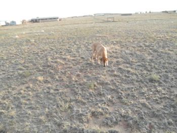 Anna out hunting - Oct 2011
