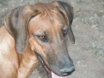 Hellza looking for trouble - Oct 2011
