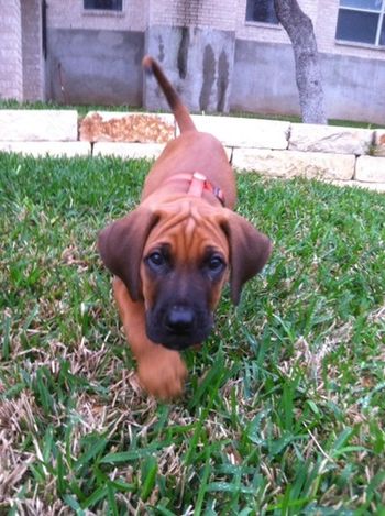 "Riley" Ferretti searching his new yard in Texas - March 2012
