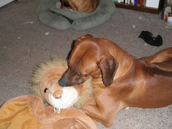 Look ma - I killed the lion - June 2011
