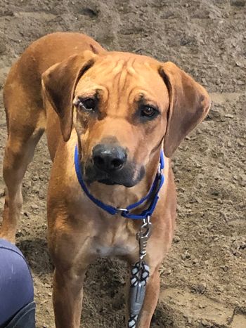Arley - The rescue. Sweet boy!
